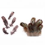 Small Natural Pheasant Feathers