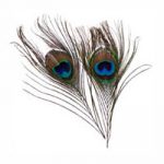 Peacock Eye-Tip Feathers