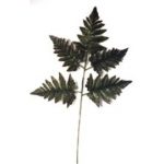 Leather Leaf Fern Spray - Dark Green