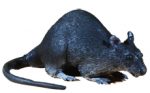 10 Inch Crawling Rubber Rat Prop