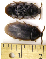 Soft Brown Rubber Cockroach