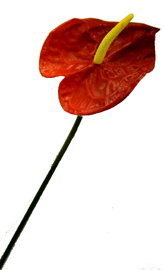 Long Stemmed Tropical Anthurium Flower