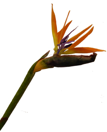 Bird of Paradise Long Stem Flower