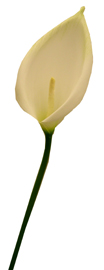 Natural Calla Lily Long Stem Flower