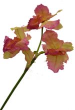 Cattleya Orchid Spray
