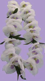 Phalaenopsis Orchid Lei, Cream/Lavender