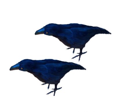 Black plastic crows