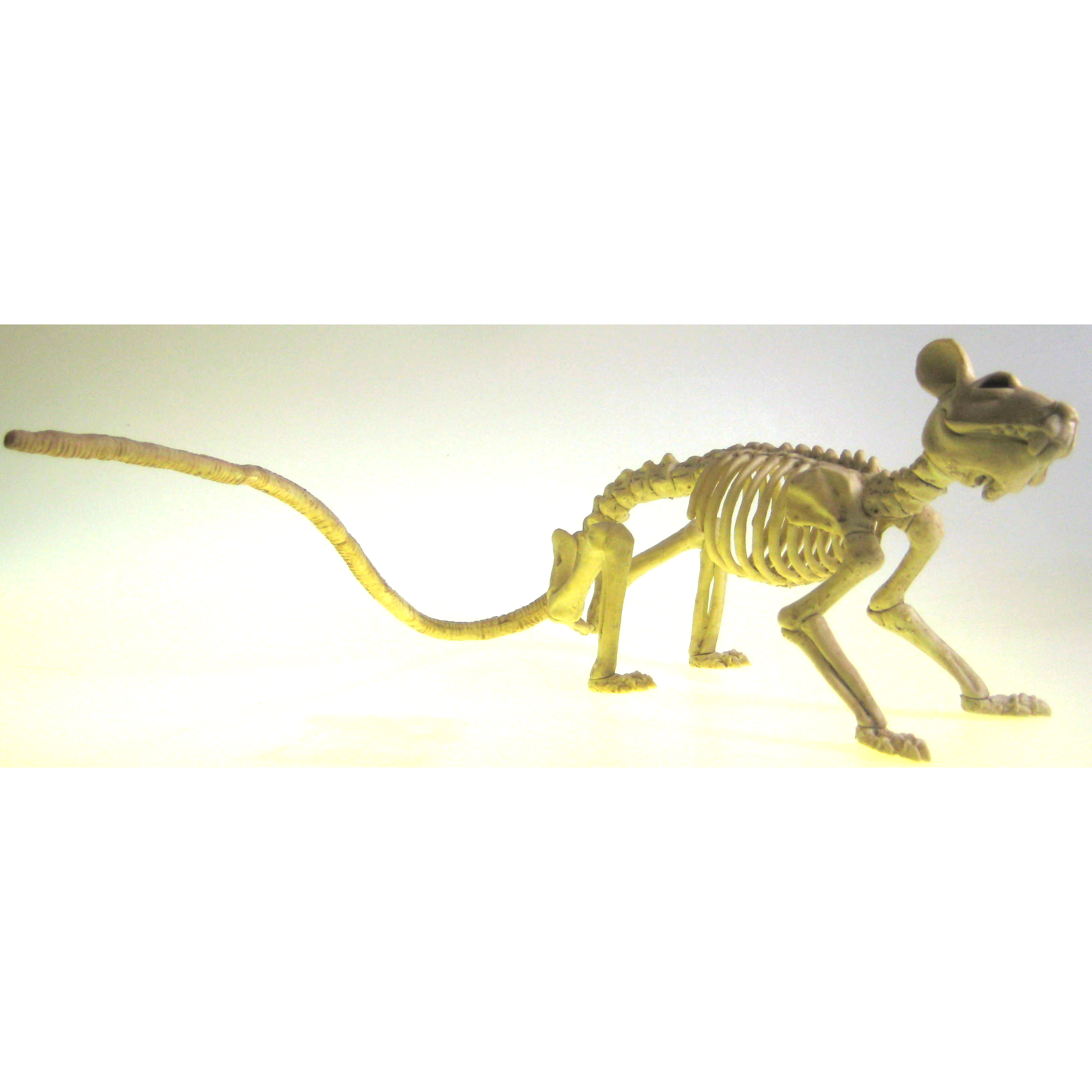 Plastic Animal Skeleton 9 - 12 inches - Cappel's