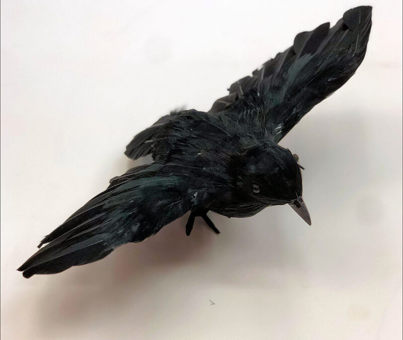 13 inch Black Feathered Open Wings Crow