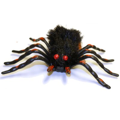 Cave Dwelling Furry Trantula Spider