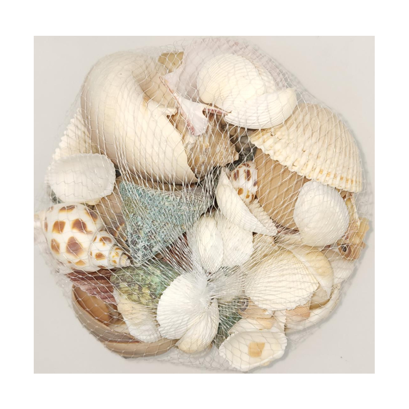 Decorative Assorted Seashells - Cappel's