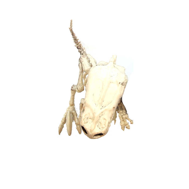5.5" Costume Plastic Dinosaur Raptor Skeleton