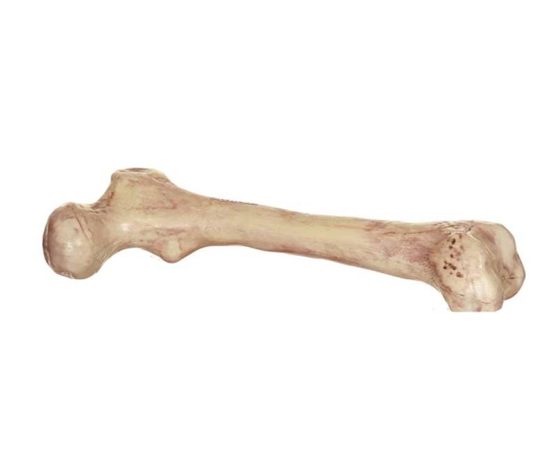 9″ Plastic Skeleton Bone