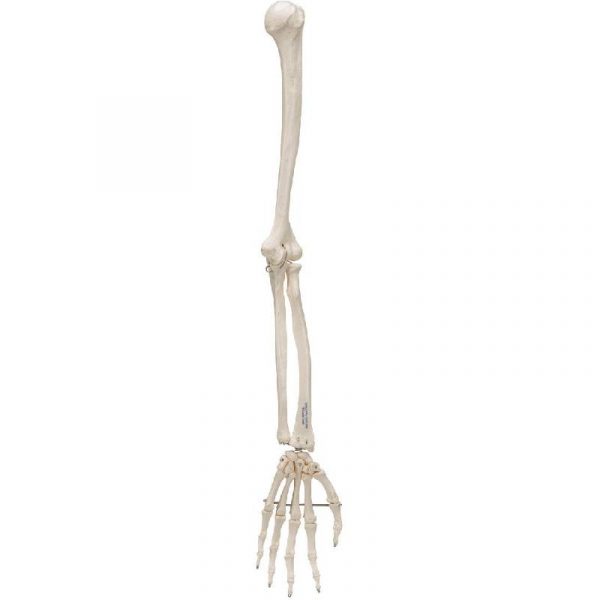 14" plastic skeleton arm