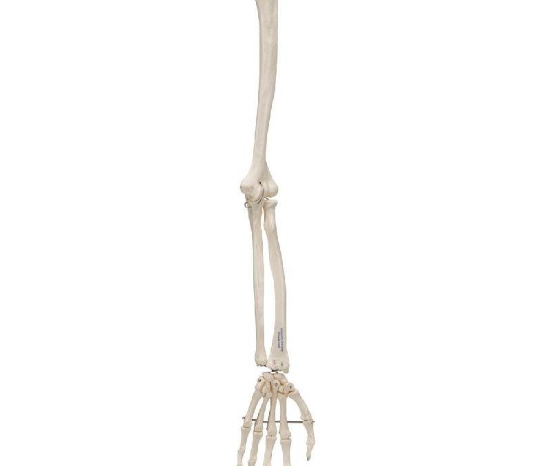 14″ Plastic Skeleton Arm