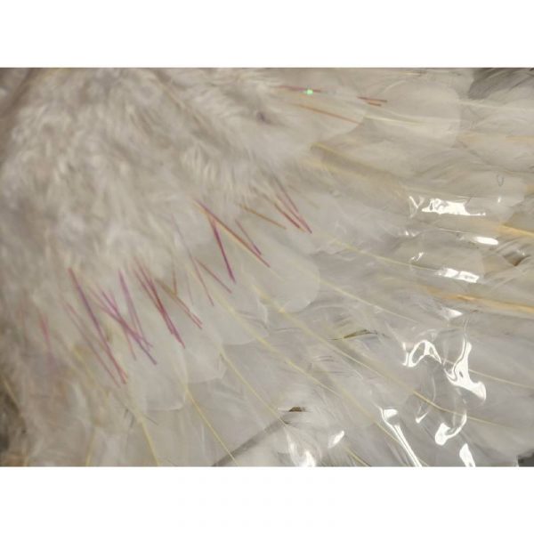 white feathered childs wings